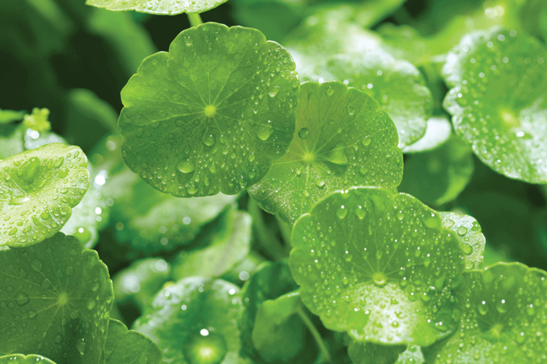 Blemish Control Face Serum